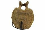 Hadrosaur (Edmontosaurus) Caudal Vertebra w/ Stand - Wyoming #377732-4